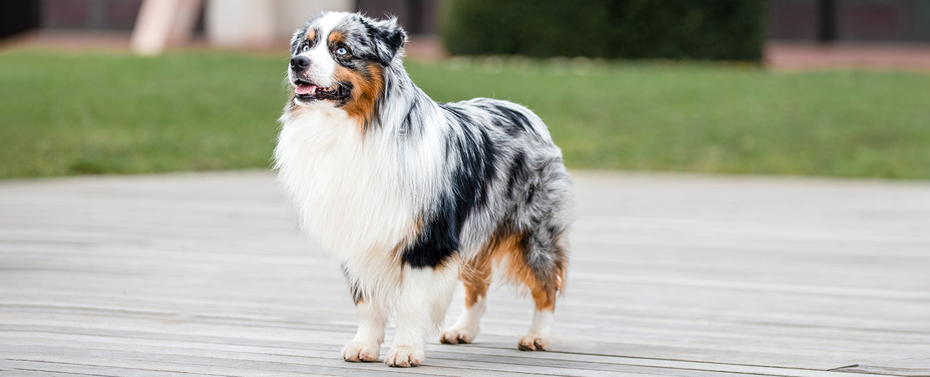 Berger americain miniature | Société Centrale Canine | Chien de berger